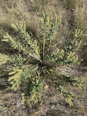 Lithospermum occidentale