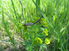 Dicranocephalus albipes
