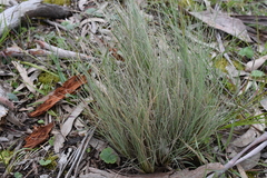 Poa morrisii