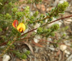 Pultenaea densifolia