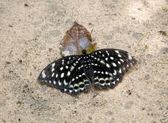 Lexias albopunctata albopunctata