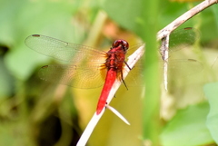 Rhodothemis rufa