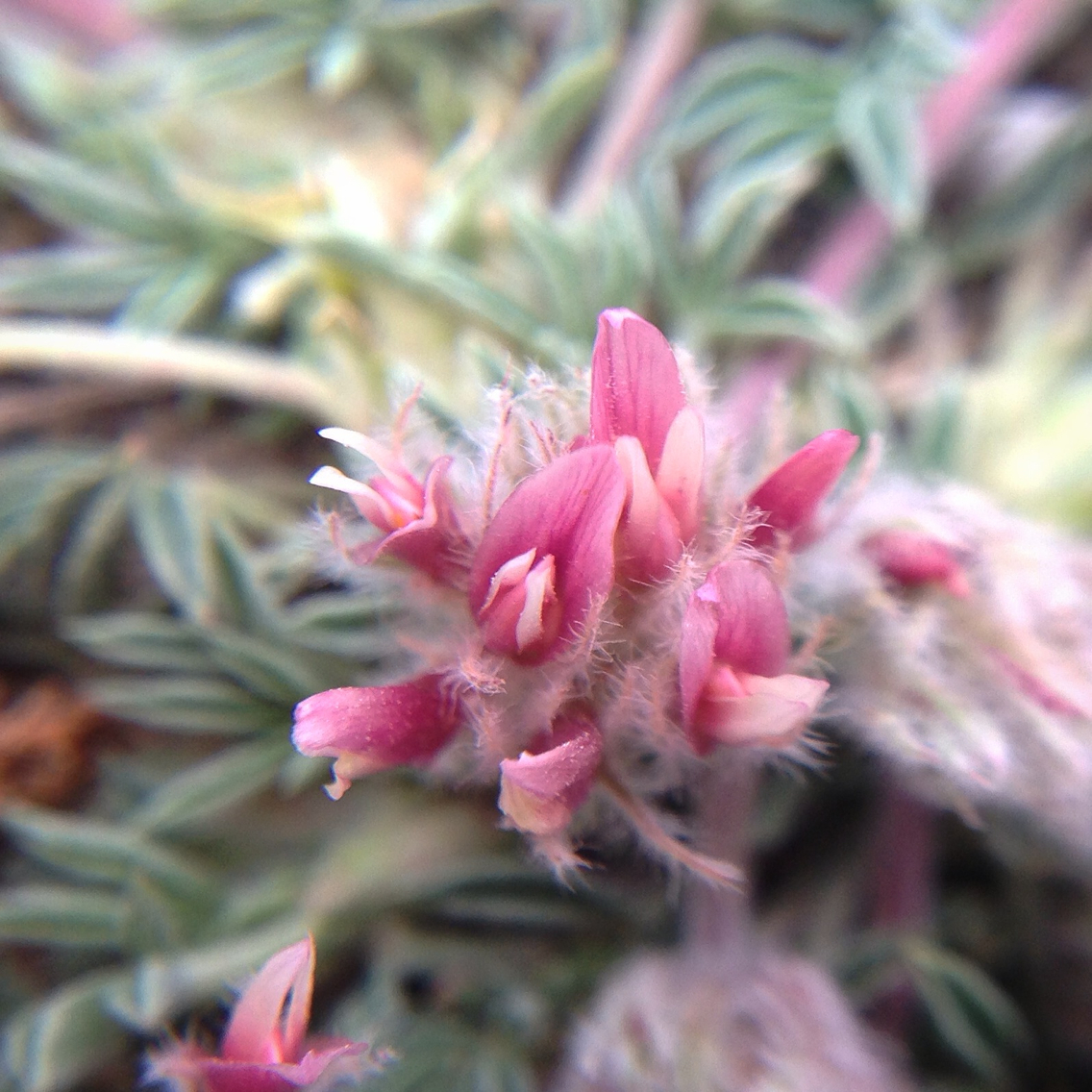 Trifolium andersonii ssp. beatleyae