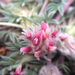 Trifolium andersonii beatleyae - Photo (c) Daniel George,  זכויות יוצרים חלקיות (CC BY-NC), הועלה על ידי Daniel George