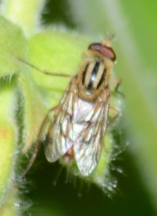 Thereva fucata