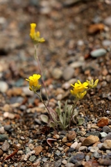 Physaria douglasii