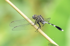 Orthetrum sabina