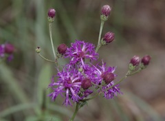 Vernonia texana