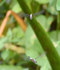 Brachydiplax