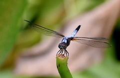 Brachydiplax