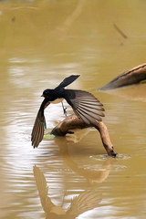 Rhipidura leucophrys leucophrys