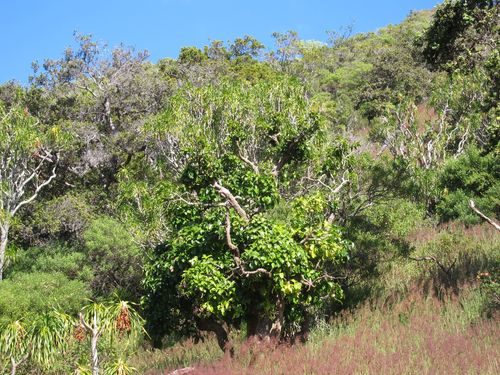 Dracaena rockii observed 2010-12-16