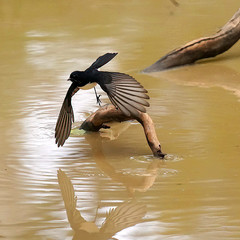 Rhipidura leucophrys leucophrys