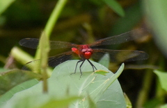 Rhodothemis rufa