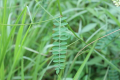 Astragalus guatemalensis