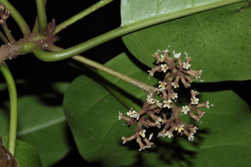 Rockia sandwicensis