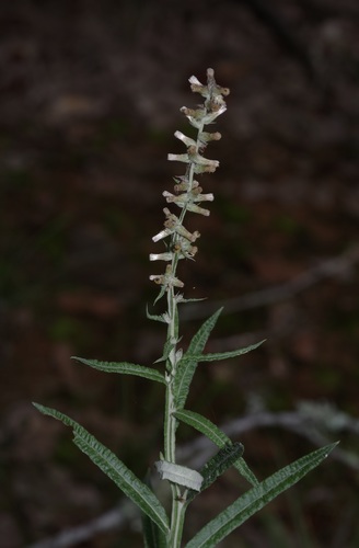 Barbasco (Pterocaulon virgatum)