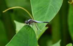Libellulidae