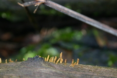 Calocera sinensis