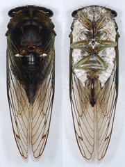 Neotibicen tibicen tibicen