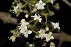 Ceodes umbellifera