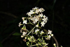 Ceodes umbellifera