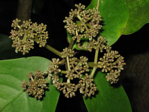 Ceodes umbellifera