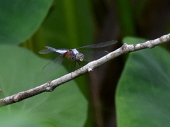 Brachydiplax chalybea