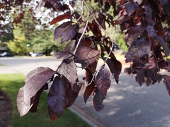 Prunus cerasifera pissardii