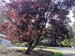 Prunus cerasifera pissardii