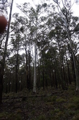 Eucalyptus rubida
