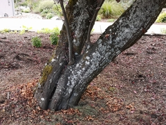 Prunus cerasifera pissardii