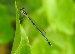 Agriocnemis nana
