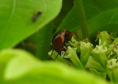 Hemithyrsocera palliata