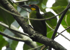 Psilopogon chrysopogon