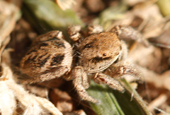 Habronattus cuspidatus