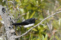 Rhipidura leucophrys leucophrys