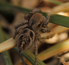 Habronattus cuspidatus