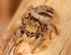 Habronattus festus