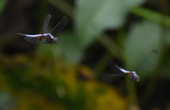 Brachydiplax chalybea