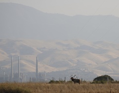 Cervus canadensis nannodes