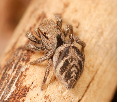 Habronattus festus