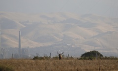 Cervus canadensis nannodes