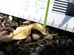 Caladenia latifolia
