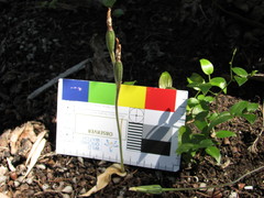 Caladenia latifolia