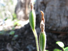 Caladenia latifolia
