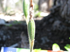 Caladenia latifolia