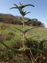 Salsola soda