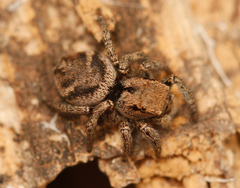 Habronattus festus