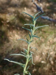 Salsola soda